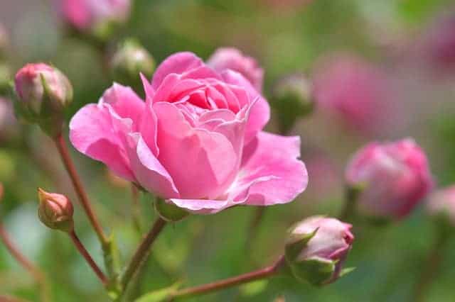 Hoa Hồng Đẹp Nhất Khiến 3 Tỉ Phụ Nữ Trên Thế Giới Mê Mẫn | Flowerfarm.Vn –  Shophoa