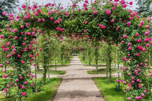 vườn hoa hồng đẹp nhất thế giới