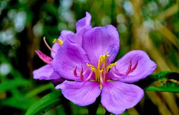 Hoa dại màu tím