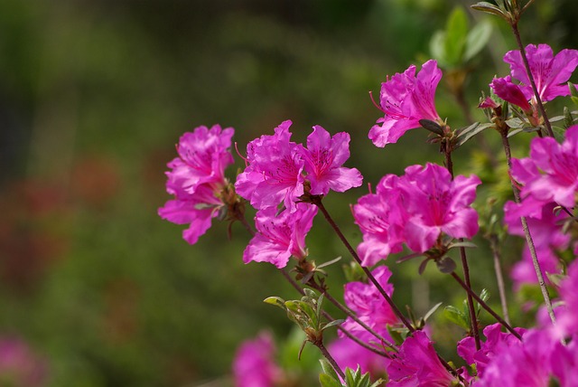 Image result for hoa do quyen mrhoa